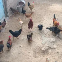 مرغ وخروس شهری