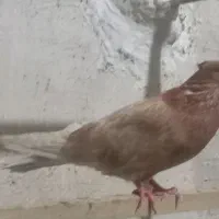 کفتر|پرنده|تهران, یافتآباد|دیوار