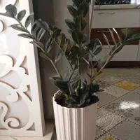 گل زامو فیلیا|گل و گیاه طبیعی|محمدیه-قزوین, |دیوار