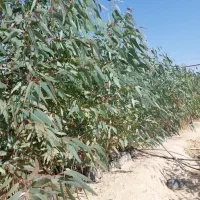 نهال اکالیپتوس