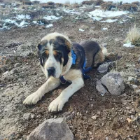 آلابای ترکمن