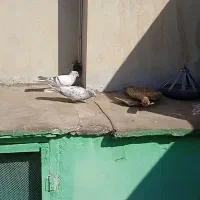 کبوتر دم سفید