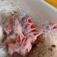 قناری سرخ طبیعی جفت با ۴ جوجه
