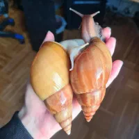 حلزون خانگی غول‌پیکر