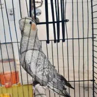 عروس هلندی نر