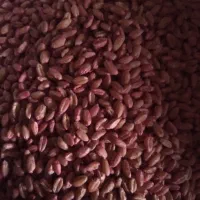 بذر گندم پیشگام،بوجاری شده،آماده کاشت