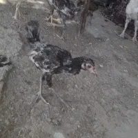 چند عدد جوجه مرغ محلی  وشاخی ویک جفت بلدرچین