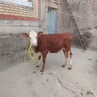 یک عدد گوساله سیمنتال