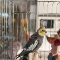 عروس هلندی سینامون|پرنده|ری, سیزده آبان|دیوار