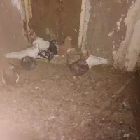 ۸تا‌کفترفروشی