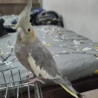 عروس هلندی ماده|پرنده|اندیمشک, |دیوار