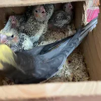 جوجه عروس سرلاکی سرحال