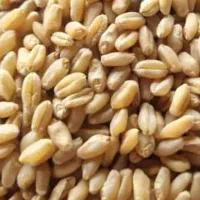گندم مهرگان عمده سدشاوور|لوازم جانبی حیوانات|شوش, |دیوار