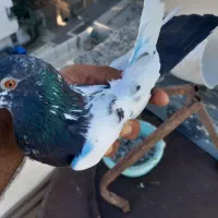 کفتر|پرنده|بندرعباس, |دیوار