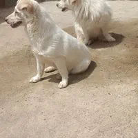 سگ پاپی