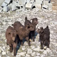 فروشی پنج عددخوشکل|حیوانات مزرعه|حویق, |دیوار