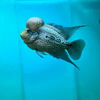 فلاور|ماهی|نسیمشهر, |دیوار