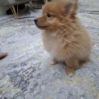 سگ پامرین خرسی نر|سگ|کرمانشاه, |دیوار