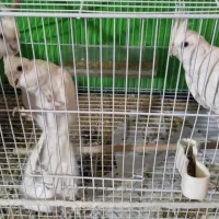 عروس هلندی کوتوله قناری شاه طوطی ملنگو|پرنده|مشهد, حیدرآباد|دیوار