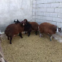 چهار راس‌بره‌گوشتی