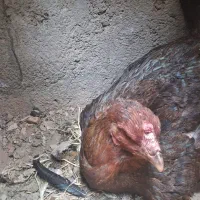 مرغ لاری گرچ