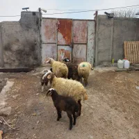 ۴عددگوسفندجوان بره دار|حیوانات مزرعه|مشگین شهر, |دیوار
