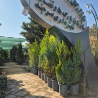 درخت سرو لاوسون *گلخانه من*|گل و گیاه طبیعی|بیرجند, |دیوار