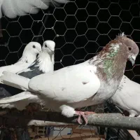 کفتر کبوتر|پرنده|مشگین شهر, |دیوار