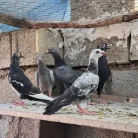 کبوتر دوری|پرنده|اهواز, کمپلو شمالی|دیوار