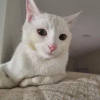 واگذاری گربه