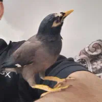 مرغ مینا رام