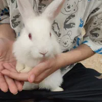 خرگوش|موش و خرگوش|بندر ماهشهر, |دیوار