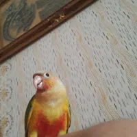 گرینچیک ۵ماهه دستی شاه تخم باهوش