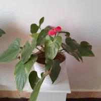 گل و  گیاه اپارتمانی|گل و گیاه طبیعی|اهر, |دیوار