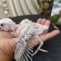 بچه کرینچیگ و برزیلی|پرنده|شاهرود, |دیوار