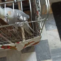 عروس هلندی|پرنده|کرج, شیخ آباد|دیوار