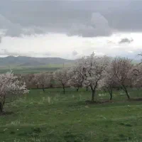 فروش زمین وباغ دیم صادق اباد