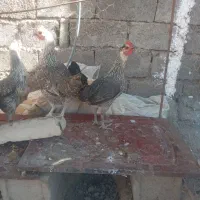 مرغ محلی|حیوانات مزرعه|نهبندان, |دیوار