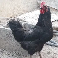 مرغ تخم گذار