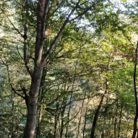 باغشهری دالین