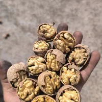 خرید و فروش  گردو خوب