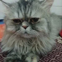 گربه خونگی نژاد دار|گربه|قم, ولیعصر|دیوار