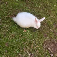 بچه خرگوش یه ماهه ودوماهه