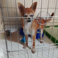 سگ شیواواقیمت33تخفیف کوچیکم دارع|سگ|ری, صفاییه (چشمه علی)|دیوار