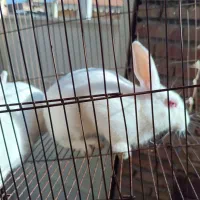 یه. جفت خرگوش بفروش میرسد