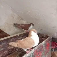 2 کبوتر زیبا دانه ایی فقط 250 هزار