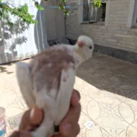 کبوتر