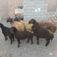 تعداد 20 راس گوسفند