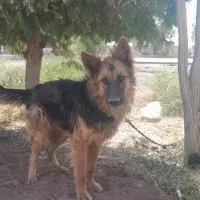 سگ ژرمن موبلند|سگ|رفسنجان, |دیوار