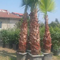 فروش انواع درخت|خدمات باغبانی و درختکاری|تهران, افسریه جنوبی|دیوار